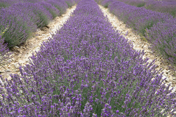 Lavender field in Provence, France. Shot with a selective focus.