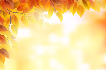 Wall Mural - autumn background with fronds and leaves