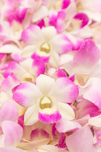 Orchids Flower For Background