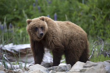 Portrait of wild free roaming brown bear