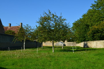 Verger avec des pommiers (Basse-Normandie)