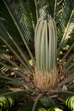Pretty Sago Palm With New Spring Budding Growth