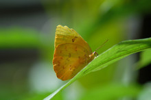 Yellow Cloudless Sulphur Butterfly