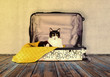 Katze in einem Koffer