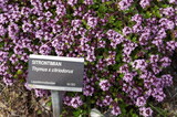 Fototapeta Lawenda - Арктическо-альпийский ботанический сад г. Тромсё в Норвегии. Лекарственное растение: Лимонный тимьян
