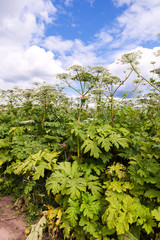 Cow parsnip or the toxic hogweed  blossoms on blue sky backgroun