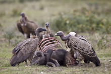 Ruppells Griffon Vulture (Gyps Rueppellii) Adult And Immature At A Wildebeest Carcass, Serengeti National Park, Tanzania