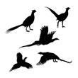 Bird pheasant vector silhouettes.