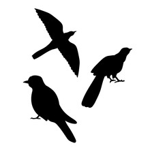 Cuckoo Bird Vector Silhouettes.