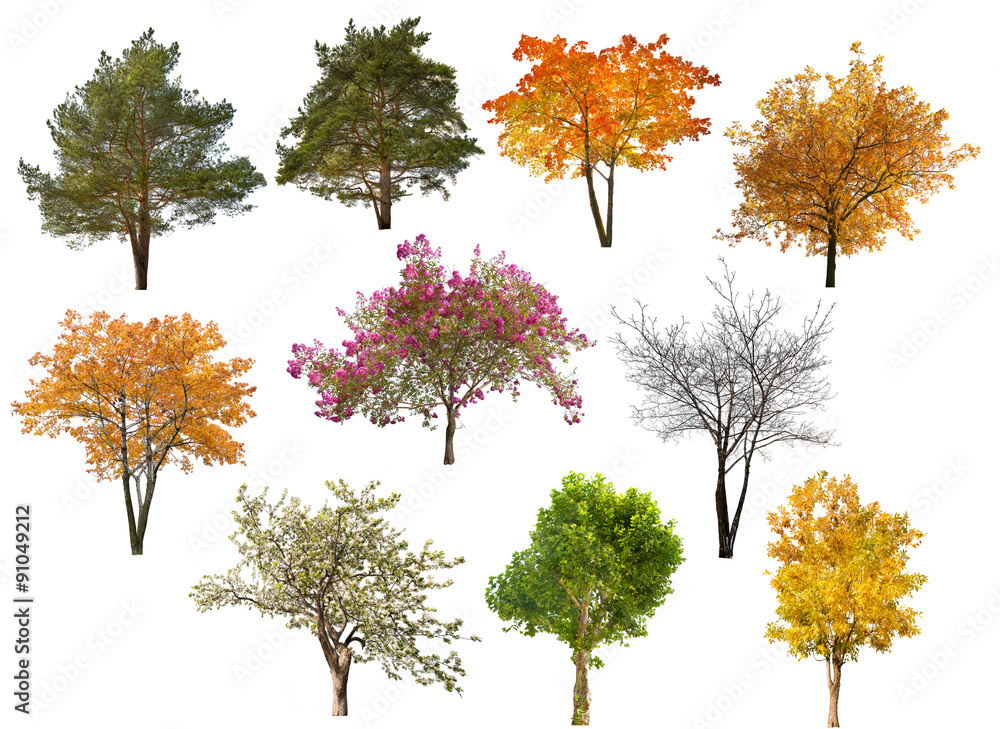 collection of ten isolated trees - obrazy, fototapety, plakaty 
