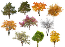 Collection Of Ten Isolated Trees