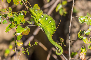 Wall Mural - Green chameleon in Anja nature reserve