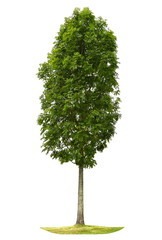 Wall Mural - green tree isolated on white background. nature object