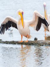 Pelicans, Lake Nakuru