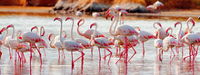 Flamingos Near Bogoria Lake, Kenya