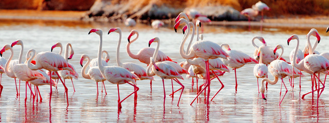 flamingos near bogoria lake, kenya