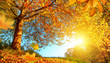 Golden autumn scenery with lots of sunshine