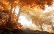 Trees in a scenic misty forest in autumn
