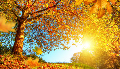 Wall Mural - Golden autumn scenery with lots of sunshine