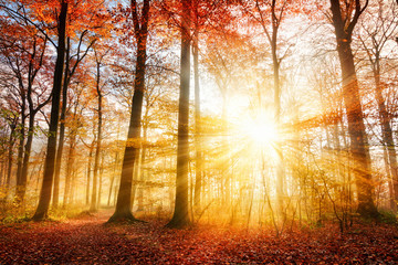 Wall Mural - Beautiful autumn sunlight in a forest