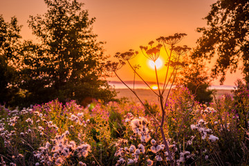 Wall Mural - Sunrise over a meadow