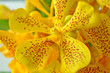Yellow vanda orchid, Vanda sp., Family Orchidaceae, Central of Thailand