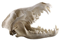 Skull Of Grey Wolf  Isolated On A White Background.  Opened Mouth. Sharp Isolation By Pen Tool. Focus On Full Depth. 