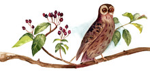 Watercolour Little Owl Sitting On Branch With Green Leaves And Purple Berries