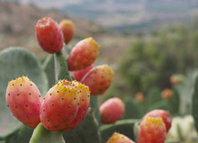 Ripe Fruits Of Prickly Pears - Indian Fig Opuntia (O. Ficus-indica)