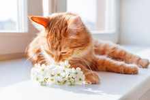 Ginger Cat Smells A Bouquet Of Cherry Flowers. Cozy Spring Morning At Home. 