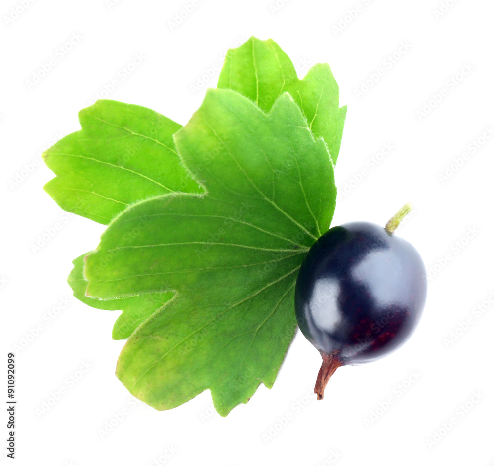 Wild black currant with green leaves isolated on white