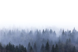 foggy pine forest