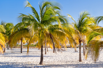 Natural background with palm tree leaves and sun reflection. Cuba.