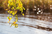 Natural Autumn Background - Bright Yellow Birch Leaves Above Sparkling Water. Vyborg, Russia.