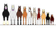 various horses lining up in height order