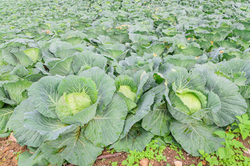 Cabbage in the garden