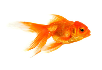 Wall Mural - goldfish isolated on white background
