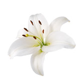  lily flower. Isolated.