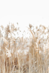 Naklejka na meble Seedy reed stalks