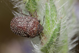 Fototapeta Dmuchawce - Stink bug / shield bug sp. Psacasta exanthematica, Family: Scutelleridae on a plant
