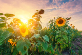 Fototapeta  - view of sunflower field