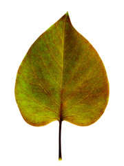 Wall Mural - autumn leaf on a white background isolated with clipping path. closeup with no shadows. macro. fadin