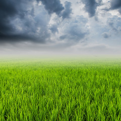 Wall Mural - rice field and rainclouds with space