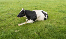 Black Spotted Ruminating Cow Lying Peacefully In The Grass