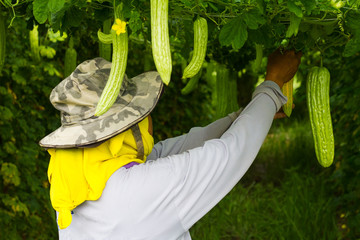 Female farmers with bitter gourd