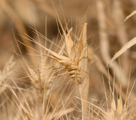 Wall Mural - dry grass spikelets