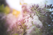 Blurred Wisteria May Pastel
