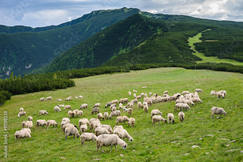 Dekoracja na wymiar  alpejskie-pastwiska-w-parku-narodowym-retezat-karpaty-rumunia