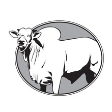 Bull Zebu Vintage Logo