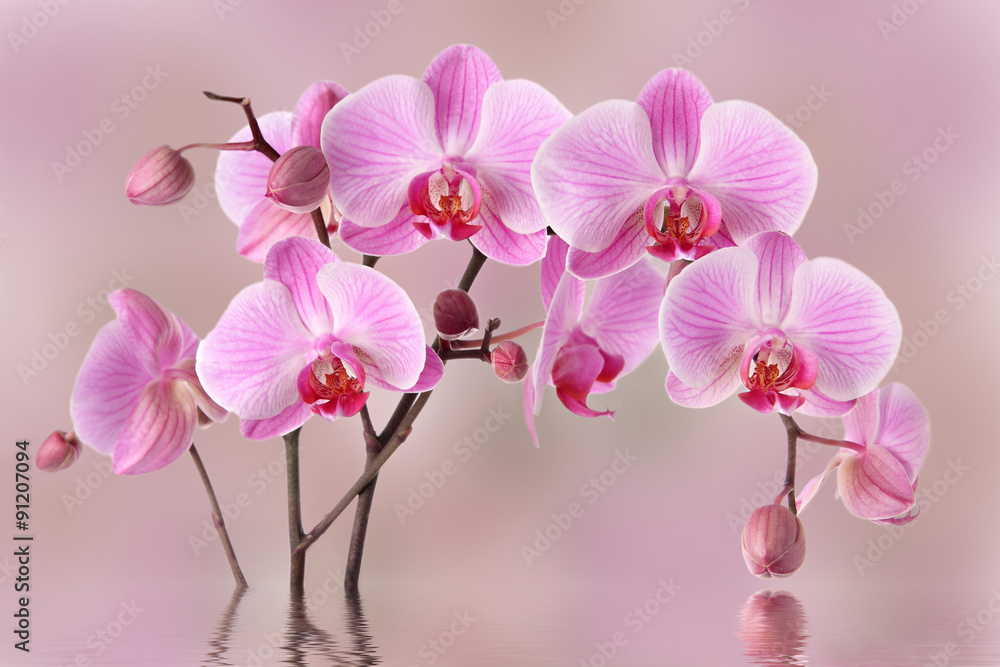 Pink orchids flowers - obrazy, fototapety, plakaty 